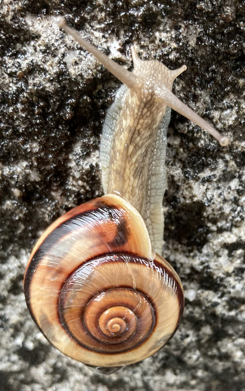 ナミマイマイ 2匹 カタツムリ マイマイ 奇蟲 昆虫 - 虫類